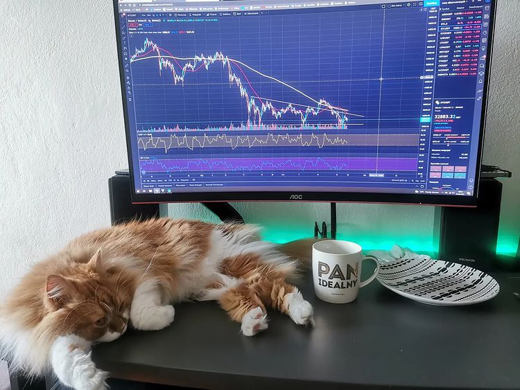 Photo by cryptokitku